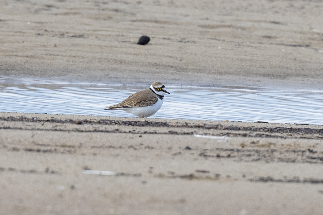 Little Ringed Plover